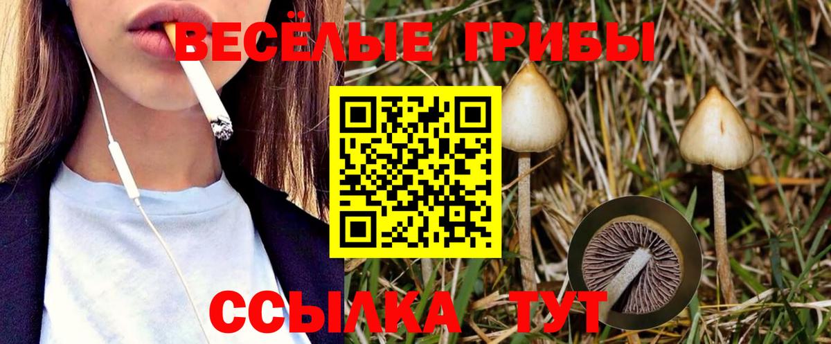 Псилоцибиновые грибы Psilocybine cubensis Тимашёвск